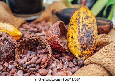 Cacao Tree. Organic cocoa fruit pods in nature. Theobroma cacao.