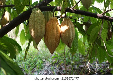 cacao tree cacao tree plant fruit garden Forastero seed forest cacao fruit tree yellow - Shutterstock ID 2151671477