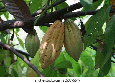 cacao tree cacao tree plant fruit garden Forastero seed forest cacao fruit tree yellow - Shutterstock ID 2153095649