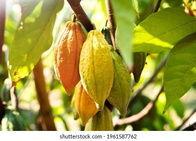 Cacao Tree With Cacao Pods In A Organic Farm.	