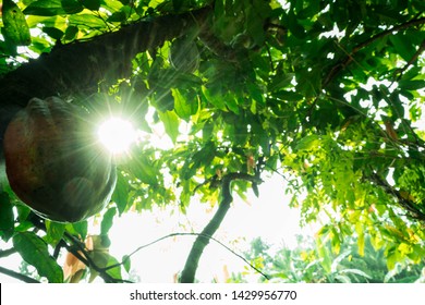 Cacao Tree (Theobroma cacao) and fruit with sunshine in the morning