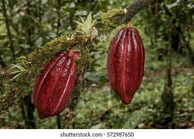 Cacao Tree (Theobroma cacao) Nicaragua