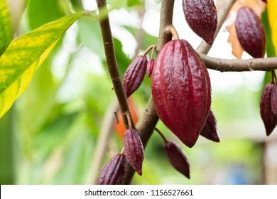 Cacao Tree (Theobroma cacao). Organic cocoa fruit pods in nature. - Shutterstock ID 1156527661