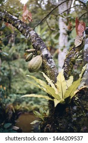 Cacao tree in tropical forest                               