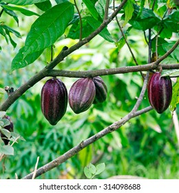 Cacao-beans (chocolate Tree), Bali, Indonesia