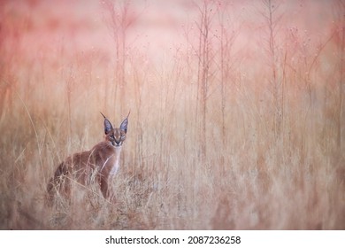 Cacaral, African Lynx, Rare African Cat, Sitting In Grass Of Savanna. Direct View, Eye Contact. Sunset In Savuti National Park, Botswana. Wildlife Photography, Safari Koncept.