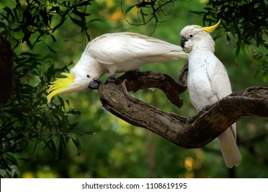 Cacatua galerita - Sulphur-crested Cockatoo sitting on the branch in Australia. Big white and yellow cockatoo with green background. - Shutterstock ID 1108619195