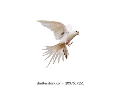 Cacatuidae Parrot Isolated On White.