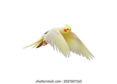 Cacatuidae Parrot Isolated On White.