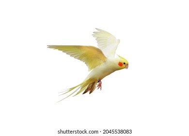 Cacatuidae Parrot Isolated On White.