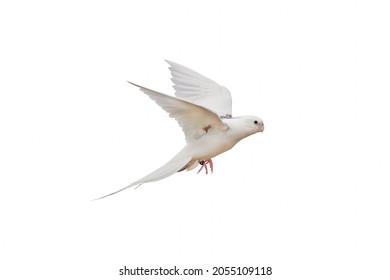 Cacatuidae Parrot Isolated On White.