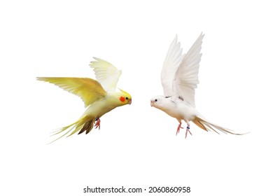 Cacatuidae Parrot Isolated On White Background.