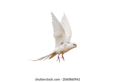 Cacatuidae Parrot Isolated On White Background.