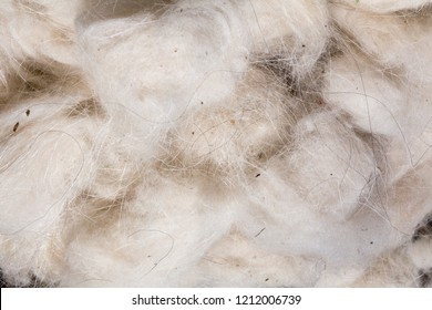 Cachemire goat wool genuine, combed and not.
Animal hair worsted wool with brush and comb