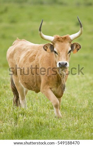 Cachena Cattle