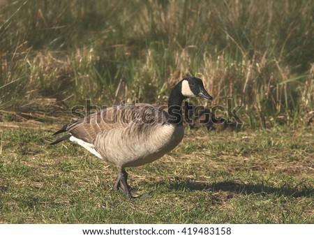 Cackling Goose