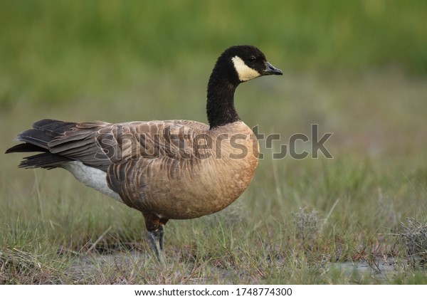 A Cackling Goose walks through a grassy marsh in\
south central Alaska.