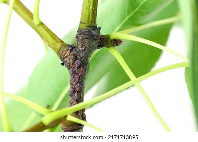 Cacopsylla Pyri (pear Psylla, European Pear Sucker) Psyllidae. Larvae On The Shoot Of A Pear Tree.