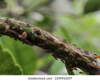 Cacopsylla Pyri (pear Psylla, European Pear Sucker) And Tree