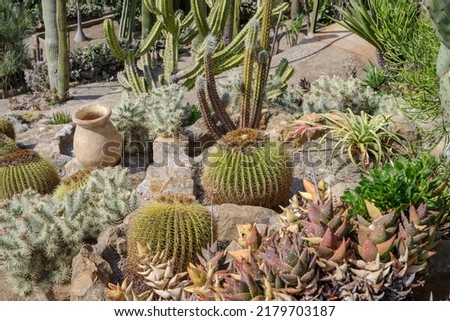Cactaceae of different species in a garden