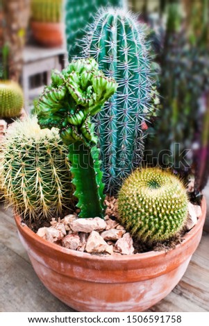 Cactaceous in a flower pot close up