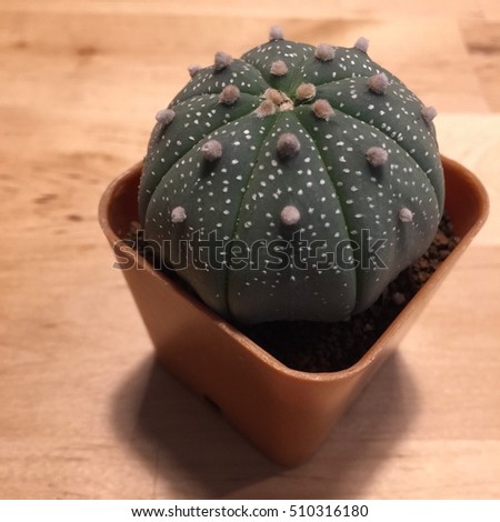 cactas astro asteria