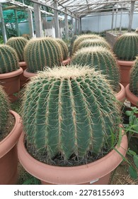 cactas big, cactas big,cactas big,cactas big