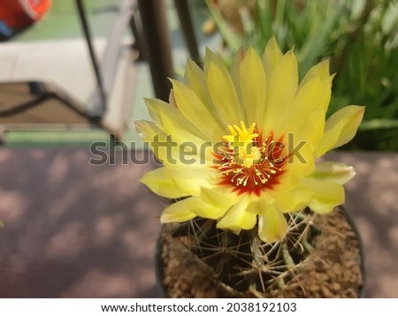 ้Hamato cactas bloom yellow flower