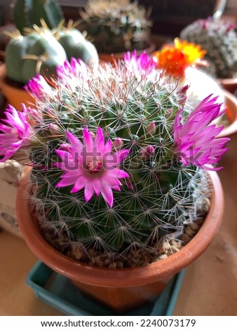 Cactas has many pink flowers