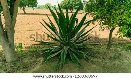 The Cactas plant