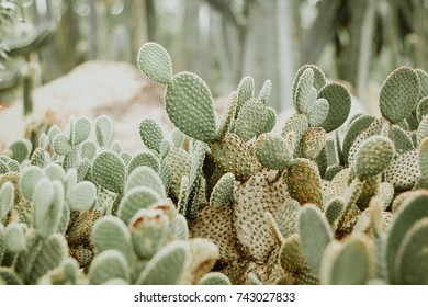 Cacti