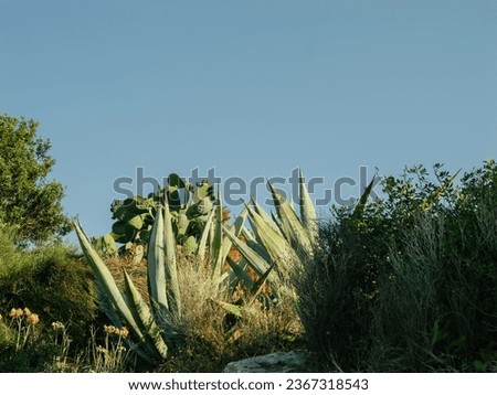 Cacti and agave plants flourish under a pristine blue sky in Mallorca, highlighting the island's commitment to a clean and natural environment