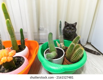 Cacti in basins on the floor and cat