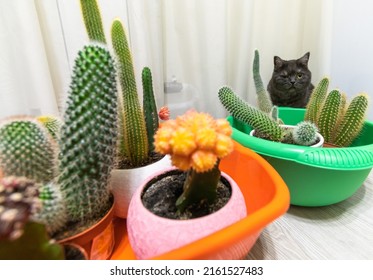 Cacti in basins on the floor and cat