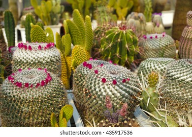 cacti bloom in the greenhouse image with selective focus