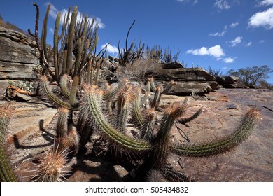 Cacti In The Caatinga In Brazil