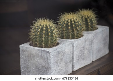 Cacti In Concrete Flowerpot