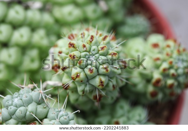 Cacti disease with\
rust fungus infection