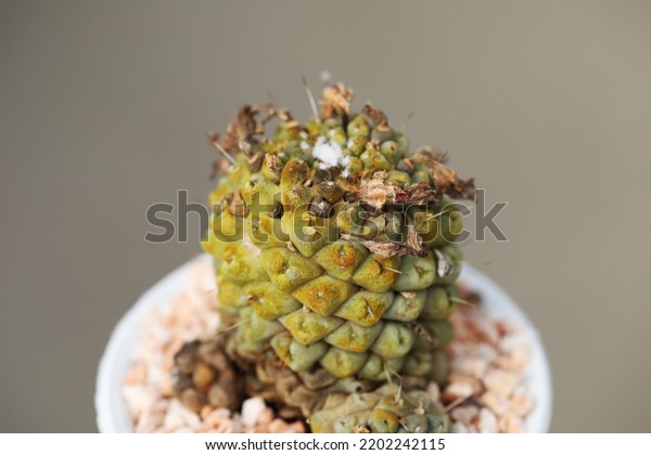 Cacti\
disease with rust fungus infection in\
mammillaria