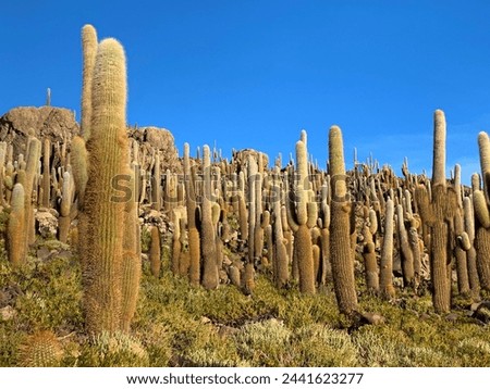 Similar – Cacti and salt lake