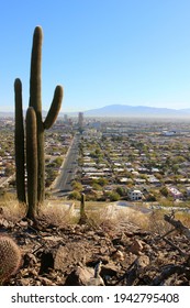 Cacti in foreground with Tucson, Arizona city skyline in background