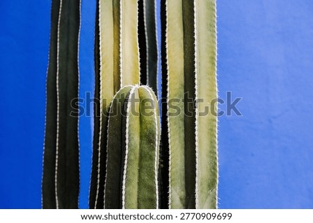 cacti in front of blue background