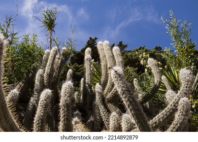 Cacti Garden And Blue Sky In France