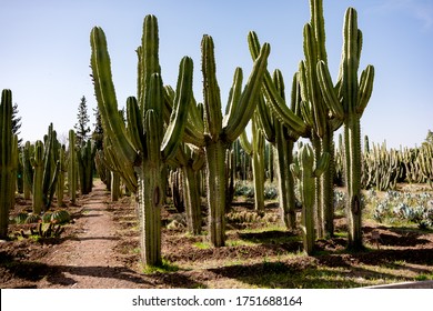 Cacti Garden. Green Tall Cacti And Succulents Growing In Botanical, Tropical Garden In The Desert, Arid Climate. Cactus Landscape