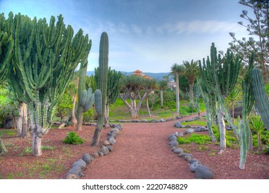 Cacti Garden At Tenerife, Canary Islands, Spain.