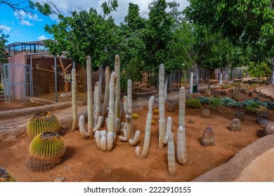 Cacti Garden At Tenerife, Canary Islands, Spain.