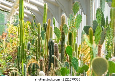 Cacti in a greenhouse of various types
