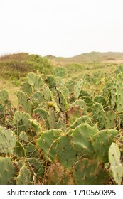 Cacti Grow Along The Coast Of Heroica Veracruz, Mexico.