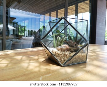 Cacti In An Industrial Glass Hexagon Cactus Terrarium Planter On A Table. Natural Light. Outdoor.