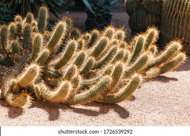 Cacti in the Majorelle Garden. Marrakesh. Morocco